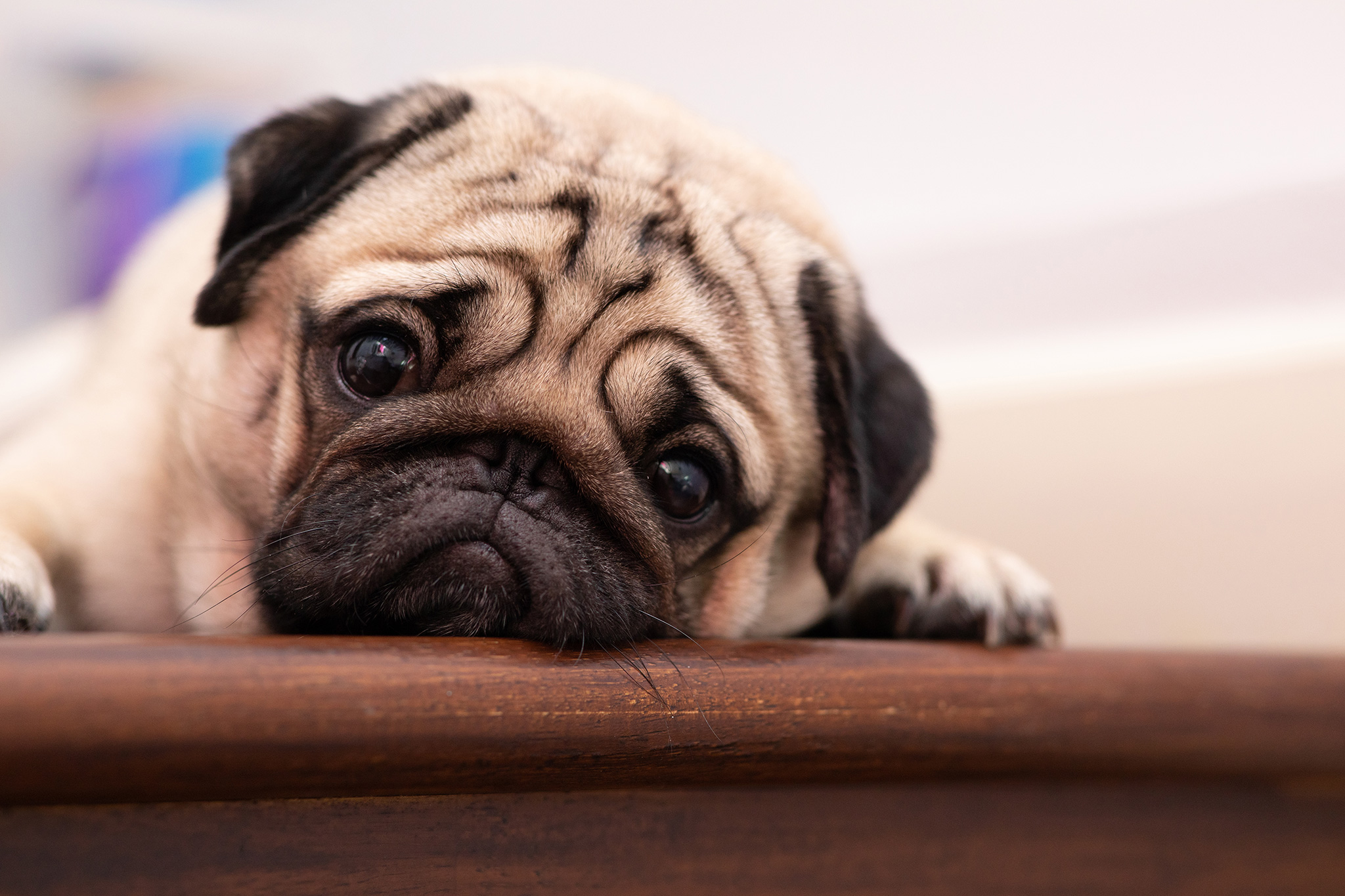 Un chien semblant triste