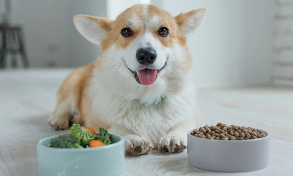 un chien derrière une gamelle de croquette et une gamelle de légumes