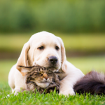 Quels chiens vivent le plus longtemps?