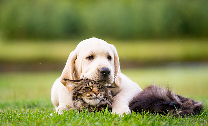 Un chien et un chat ensembles sur l'herbe